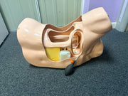 Pharmabiotics CDT100 Chest Drain Simulator SelfiMed UK