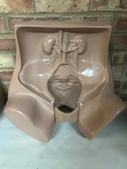 Zoe Gynecolgic Simulator - SelfiMed UK