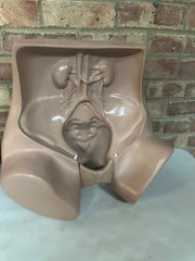 Zoe Gynecolgic Simulator - SelfiMed UK