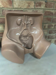 Zoe Gynecolgic Simulator - SelfiMed UK